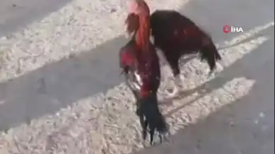Bahisli Horoz Dövüşüne Jandarma Baskını