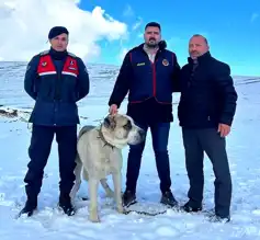 Jandarma, Çalınan Köpekleri Buldu!