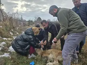 Yaban Koyunu Kurtuluş Hikayesi