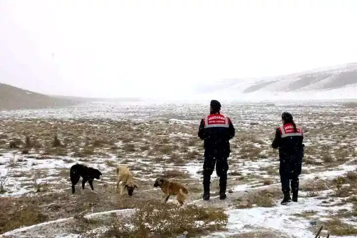 Aksaray Jandarması Kışın Hayvanları Unutmadı!